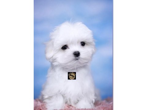 Maltese (malta) yavrularımız
