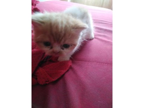 İran persian saf bebekler