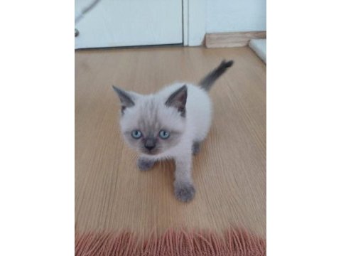 British blue point