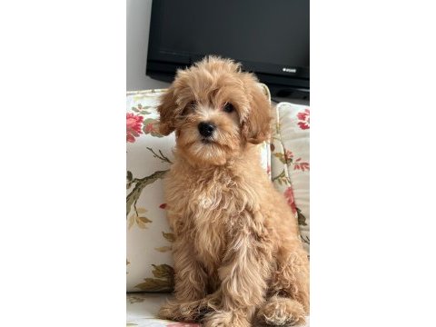 Veterinerden uygun fiyatı maltipoo