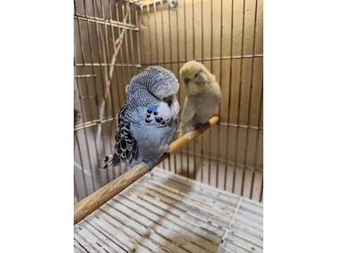 Show jumbo muhabbet kuşlar