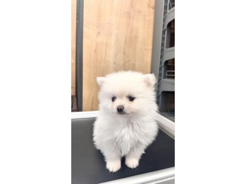 50 günlük yavru pomeranian köpekler