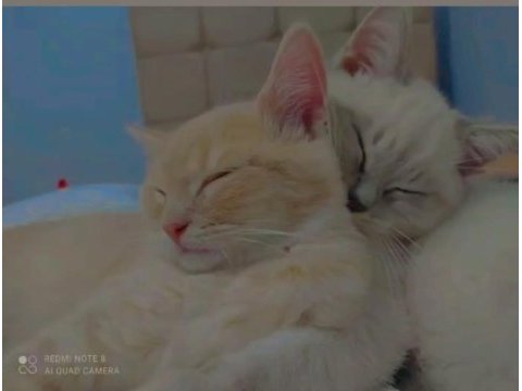 Safkan british shorthair erkek son iki yavru