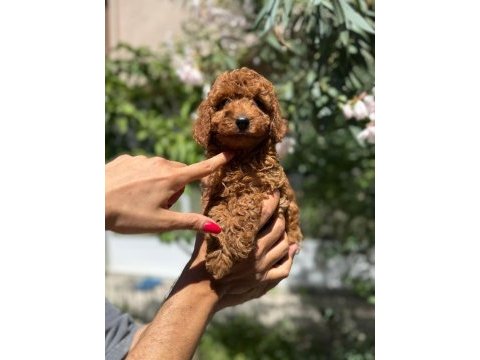 Orjinal güler yüzlü sevimli toy poodle