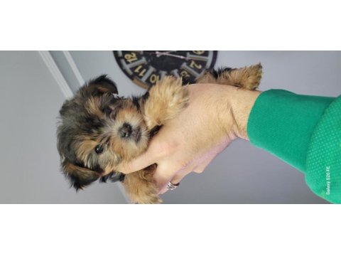 Orjinal mini yorkshire terrier bebekler