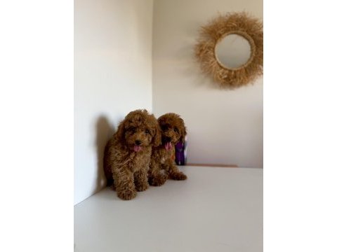 Bir dişi ve bir erkek toy poodle