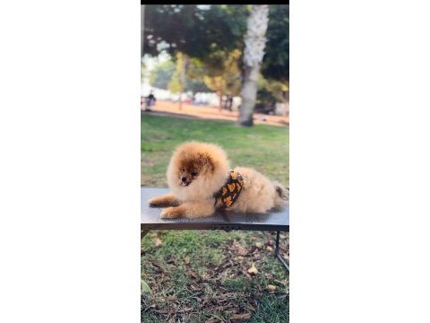 5 aylık erkek üst kalite orjinal pomeranian boo