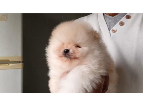 Orijinal pomeranian boo