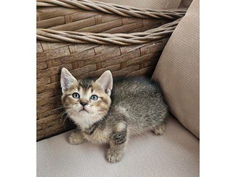 Dünya tatlısı bebek kediler