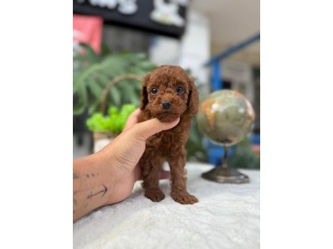 Littlepaws farkı ile korean redbrown poodle