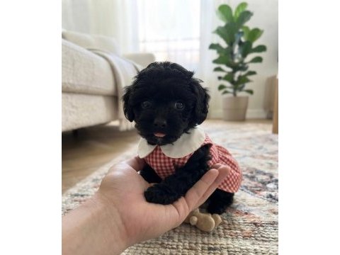 Teacup toy maltipoo minikler