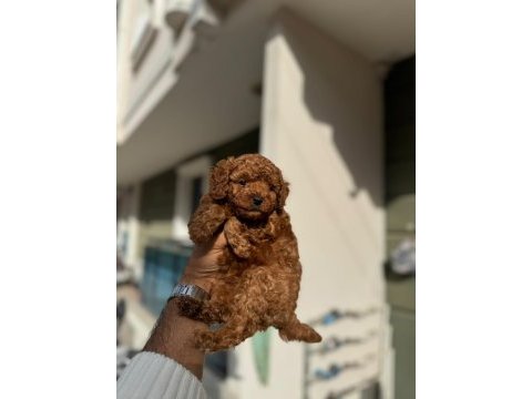 Toy poodle yavrularımız