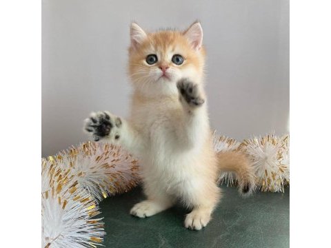 British shorthair yavruları