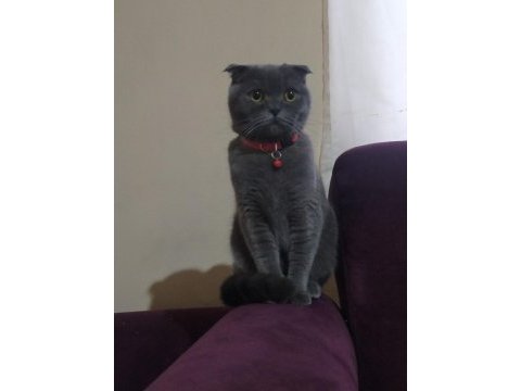 Eğitimli scottish fold kedisi