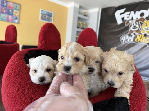 Türkiyenin en güzel maltipoo yavruları renk renk ankara