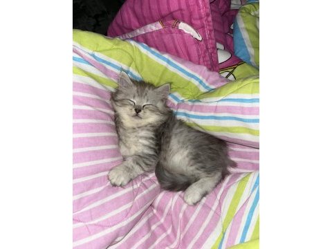 British longhair