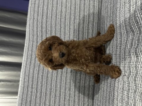 2,5 aylık teacup poodle