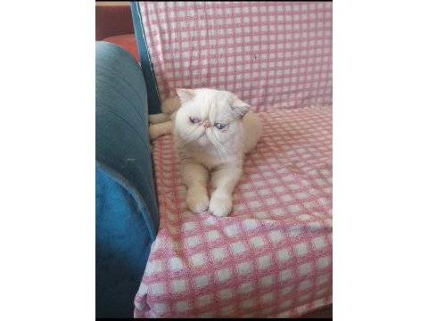 Erkek exotic shorthair