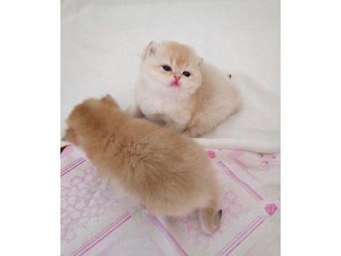 British shorthair golden dişi yavrular