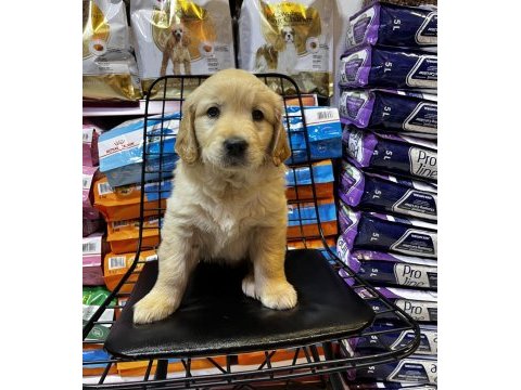 Golden retriever bebekler