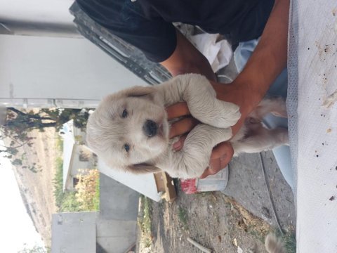 Golden retriever bebek