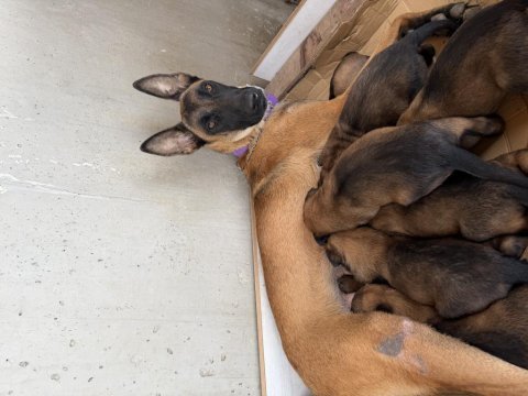 Irkının özelliklerini taşıyan belçika malinois