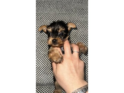 3 çiçek 1 böcek köpeklerimiz