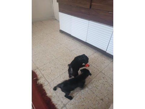 Siyah pug 2 erkek yavrular