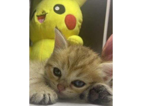 British shorthair golden tabby erkek yavru
