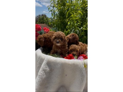 Kore kanı show kalite poodle yavrular