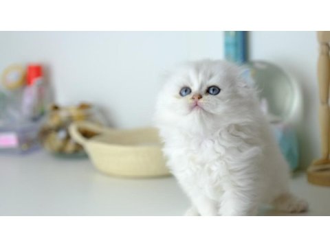 Scottish fold longhair top kafa silver yavrumuz