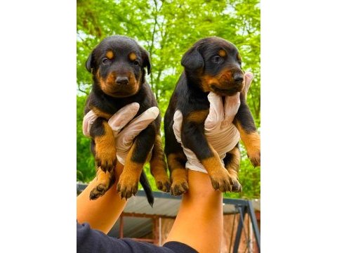 Doberman yavrularımız