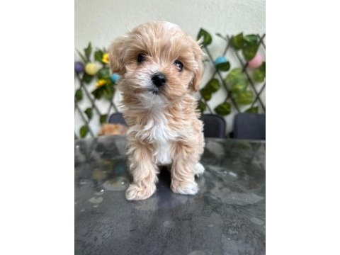 Köpeğimiz milka mızı sahiplenecek bir aile arıyoruz