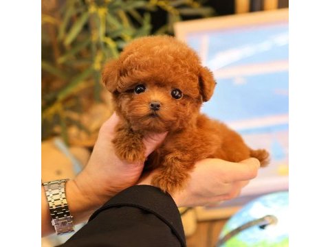 Saglık ve ırk garantılı toy poodle yavrularım