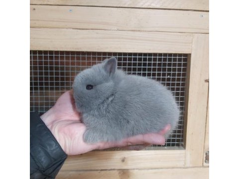 Cüce tavşan yavrusu istanbul