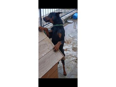 Yetişkin kaliteli doberman