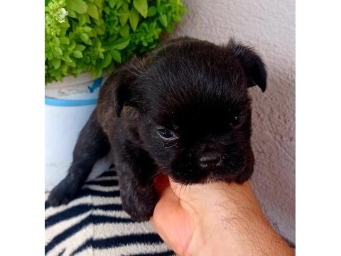 Fulffy, oyuncu, veteriner garantili french bulldog