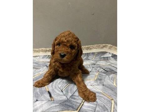Red toy poodle yavrular