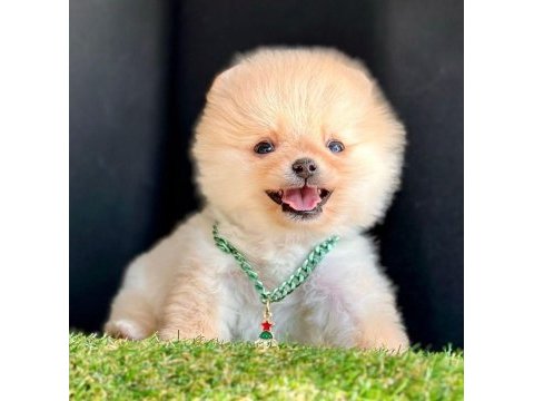 Sevimli pomeranian boo yavrularımız