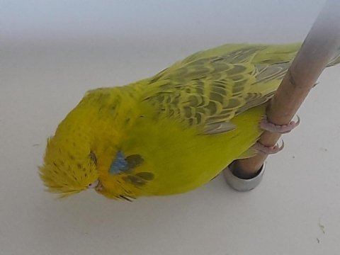 Show jumbo dişiler kuşlar
