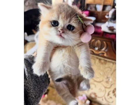 Saf kan golden british shorthair yavrular (wcf kayıtlı)