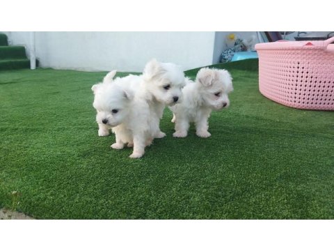 Maltese yavrular