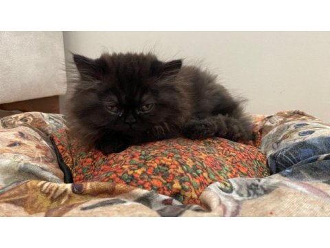 Exotic shorthair ankara