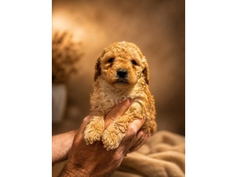 Ped eğitimli poodle yavrular