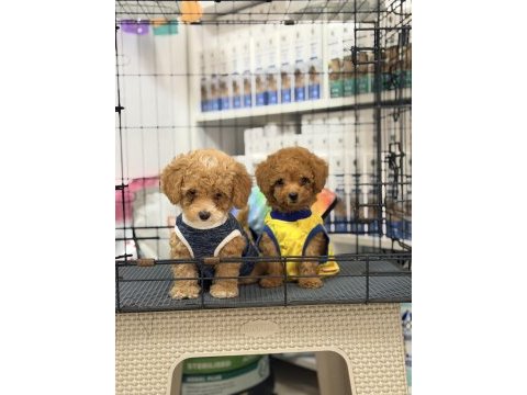 Minik suratlı toy poodle bebeklerimiz