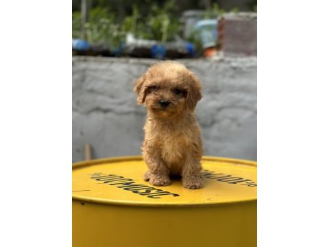 Yumoş poodle bebekler