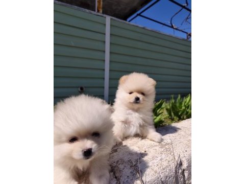 Kaliteli pomeranian yavrular acil