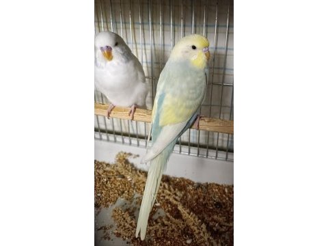 Yeni yeme düşmüş dişi ve erkek yavru kuşumuz