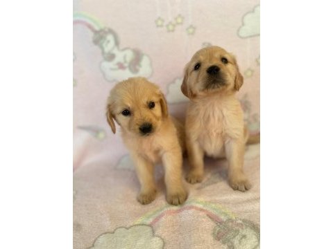 Türünün tek örneği baby golden retriever orjinal