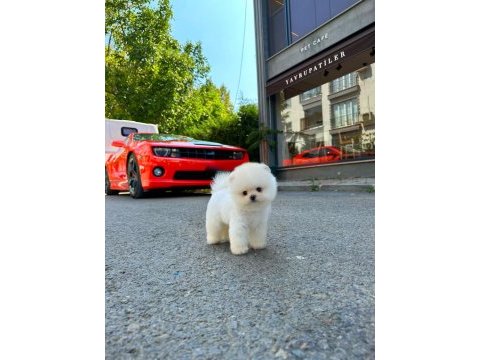 Ruhsatlı çiftlikten gerçek pomeranian